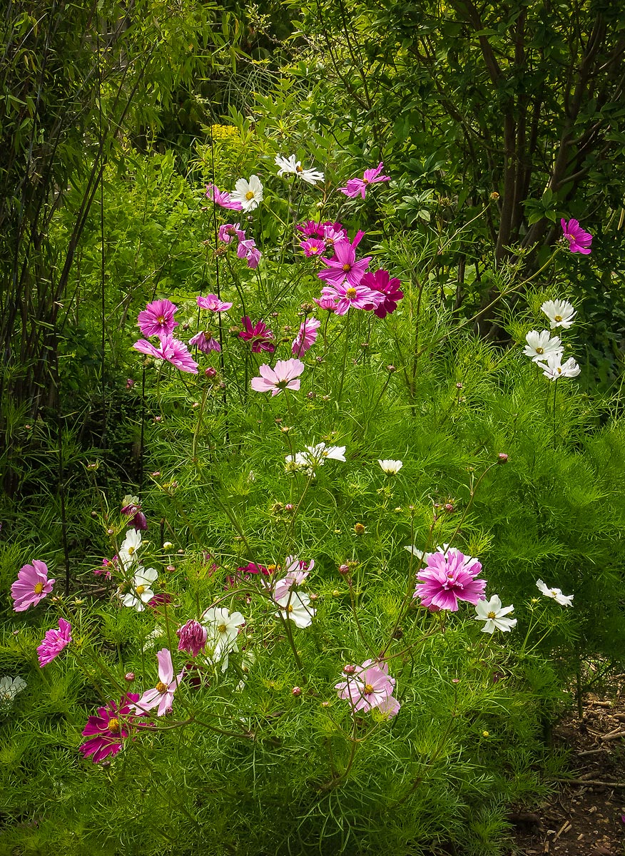 An English garden