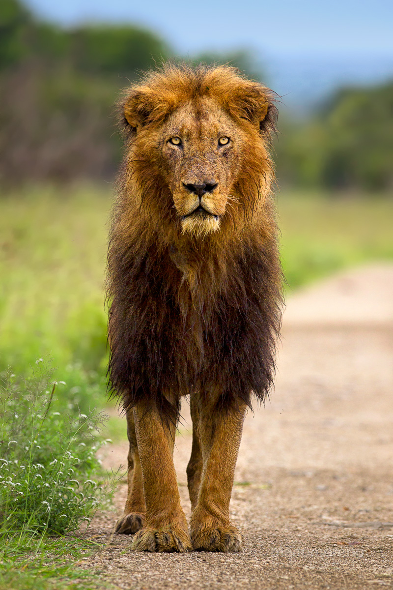 A Wet Lion
