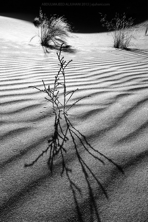 Dunes Life