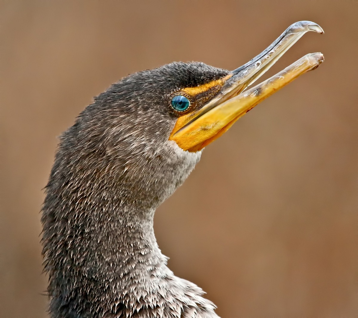 Cormorant portrait