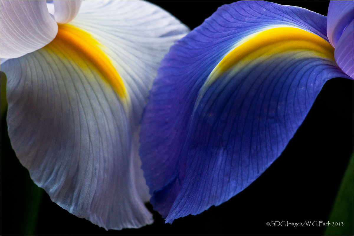 Cheek to Cheek