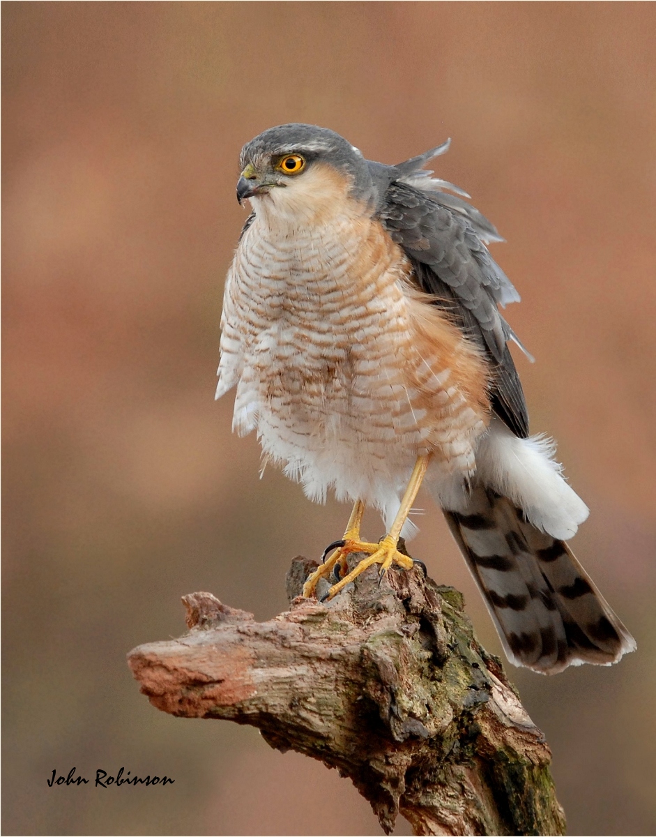 Sparrow Hawk (Male)