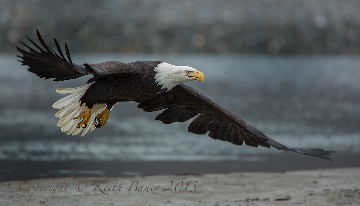 Bald Eagle Flight