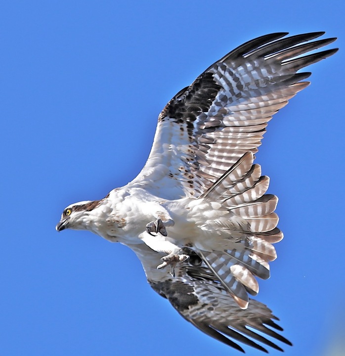 Osprey in action
