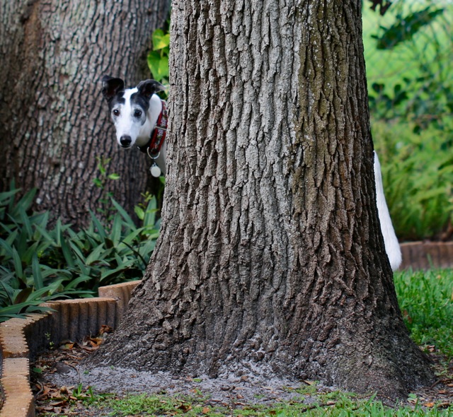 Dogwood Tree