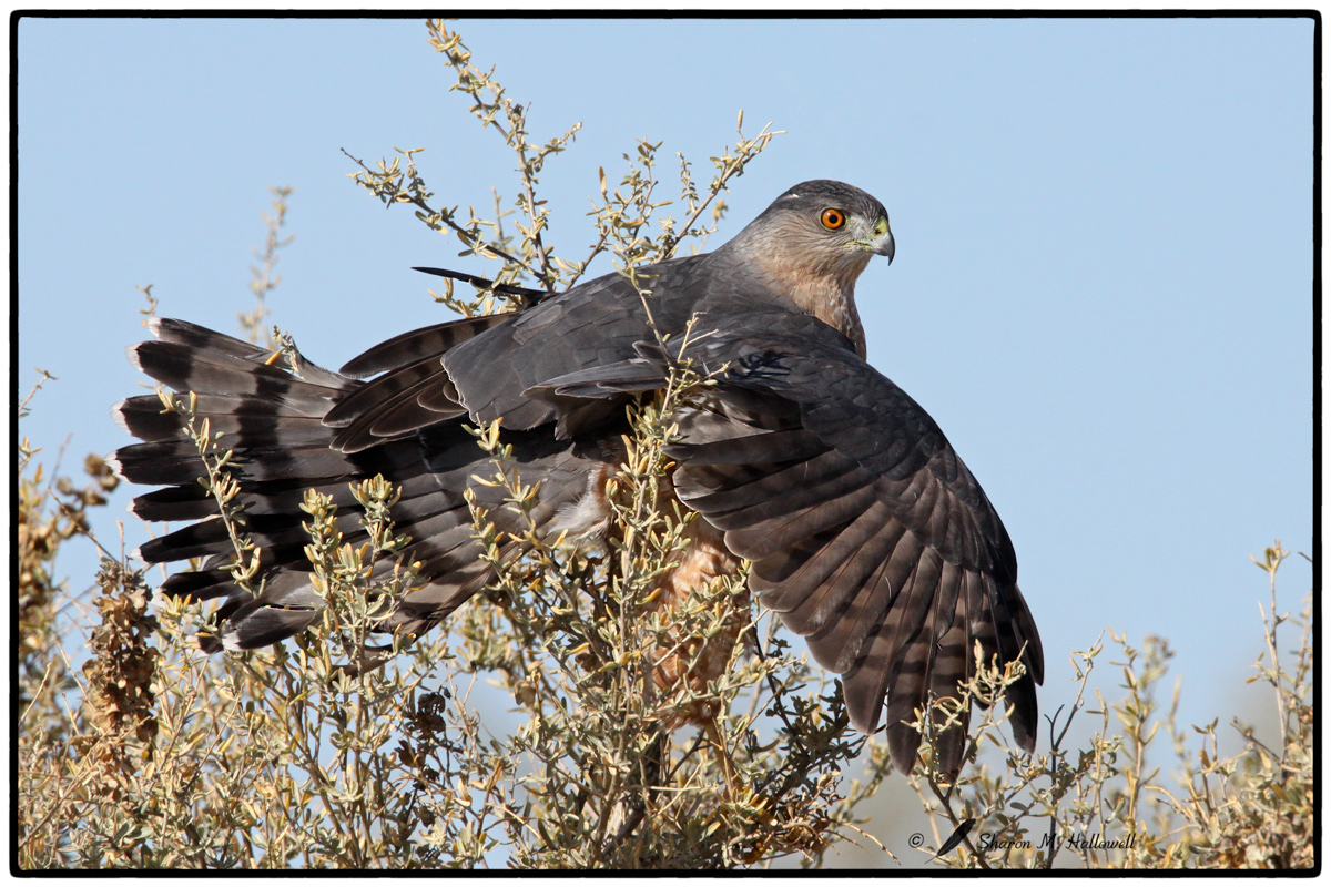 Excitement in the Sagebrush!