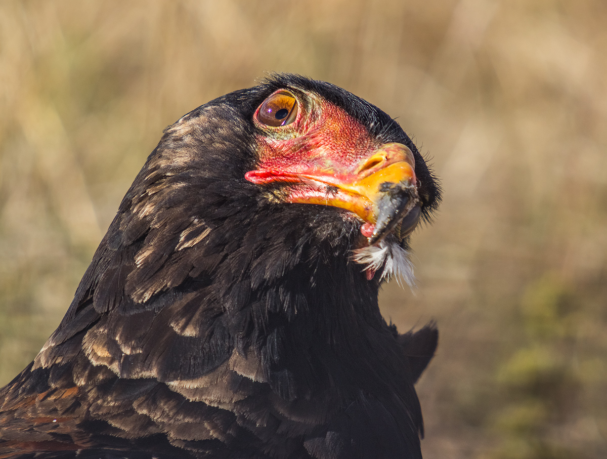 Bateleur Eagle