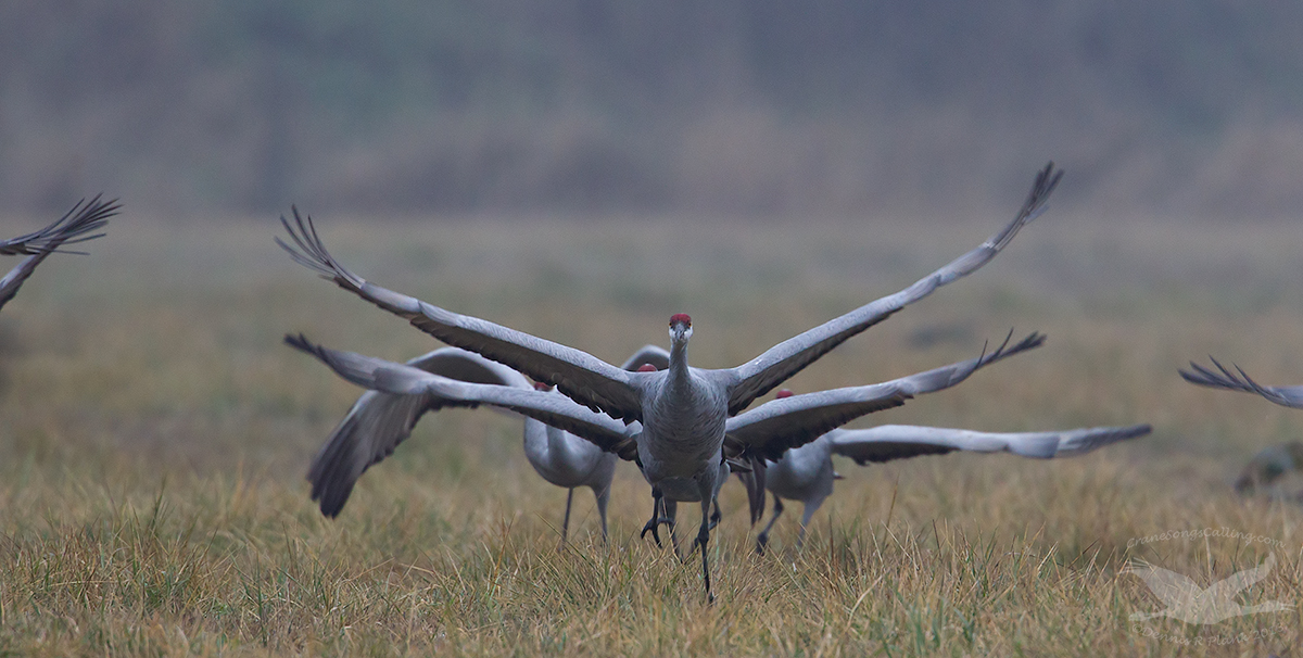 Cleared for Takeoff