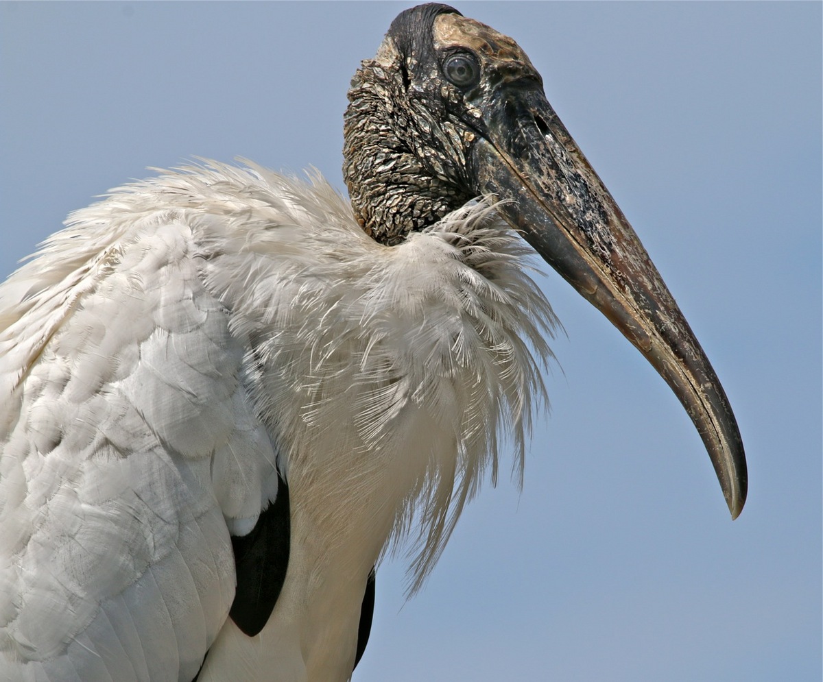 Wood Stork Portrait
