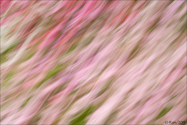 Panned Impatiens