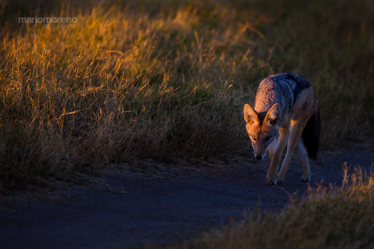 Jackal on Patrol