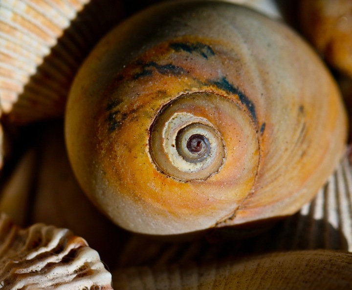 Watched by a seashell