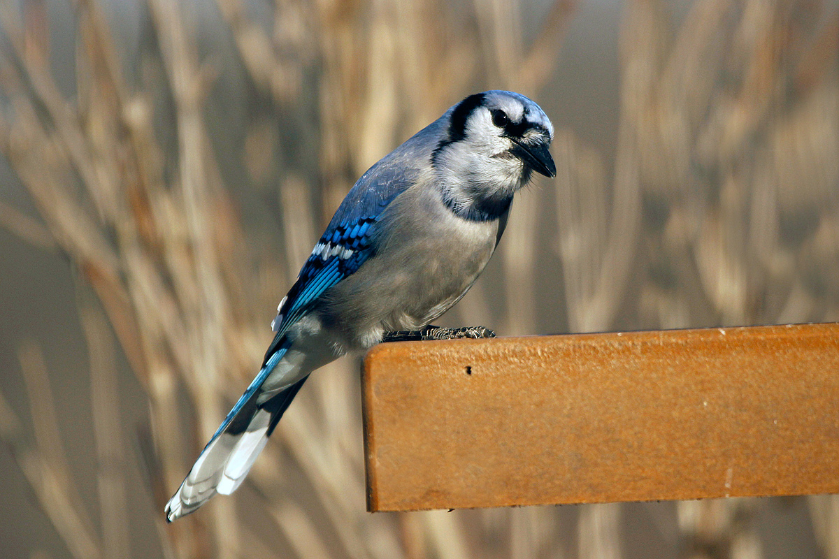 Blue jay