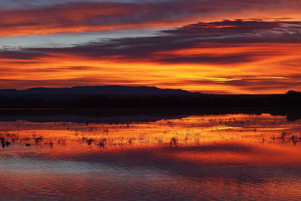 Bosque Sunrise