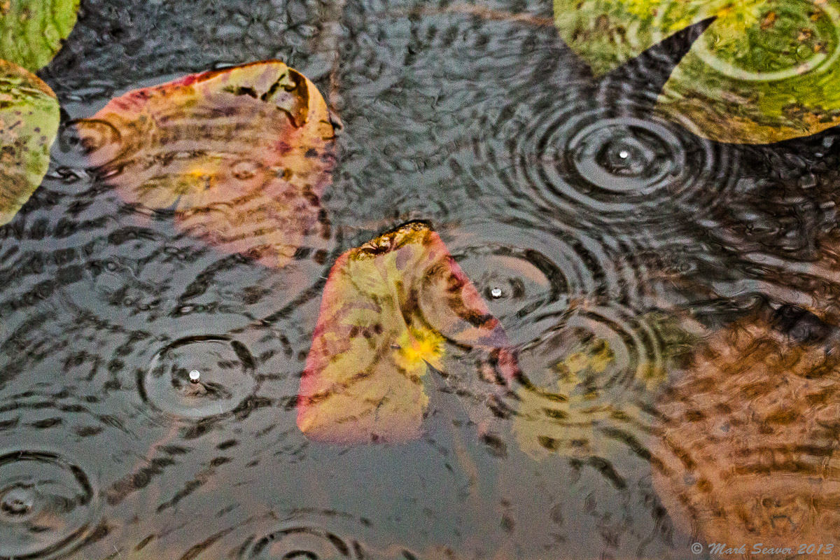 Raindrops on Lilies