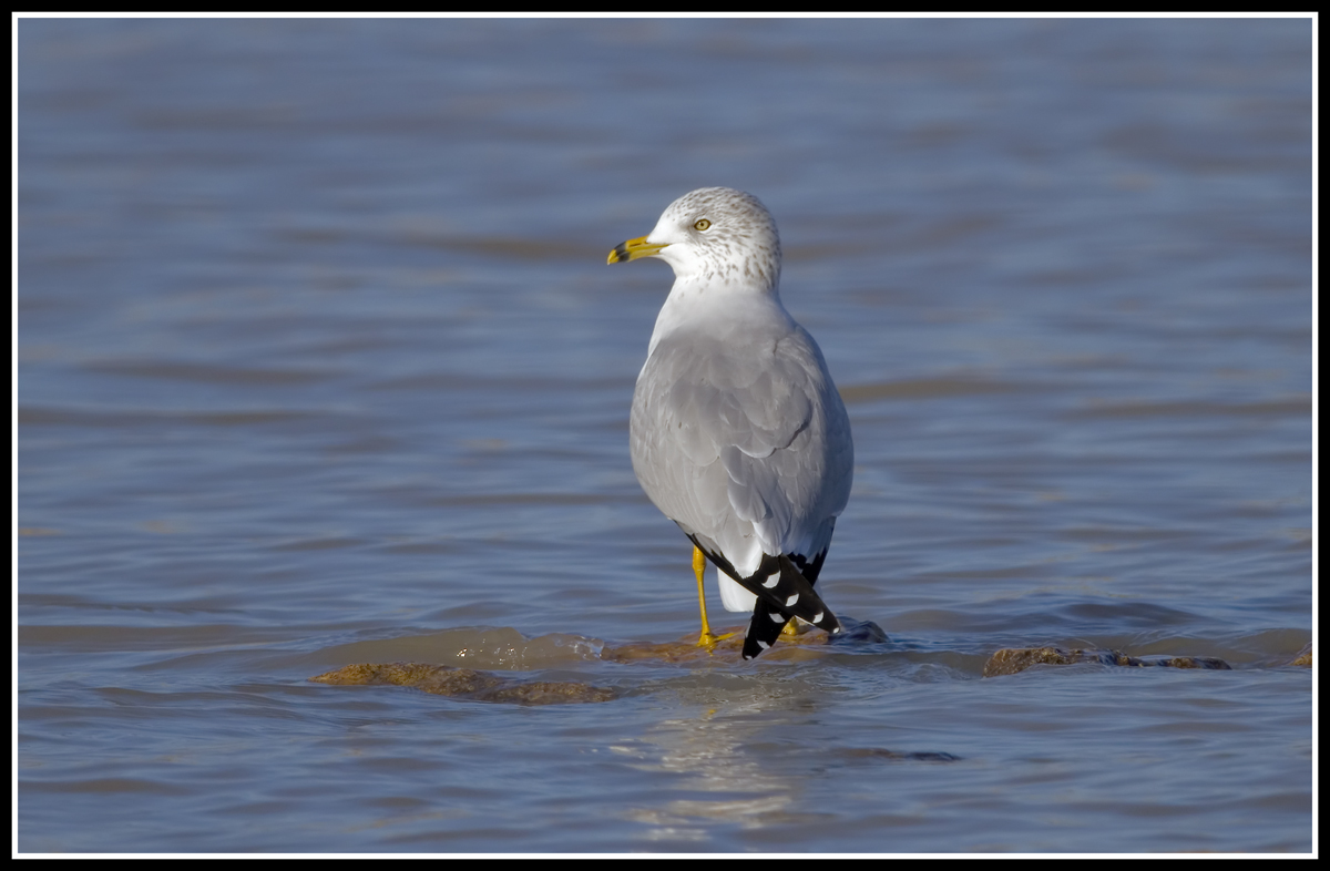 Common Gull