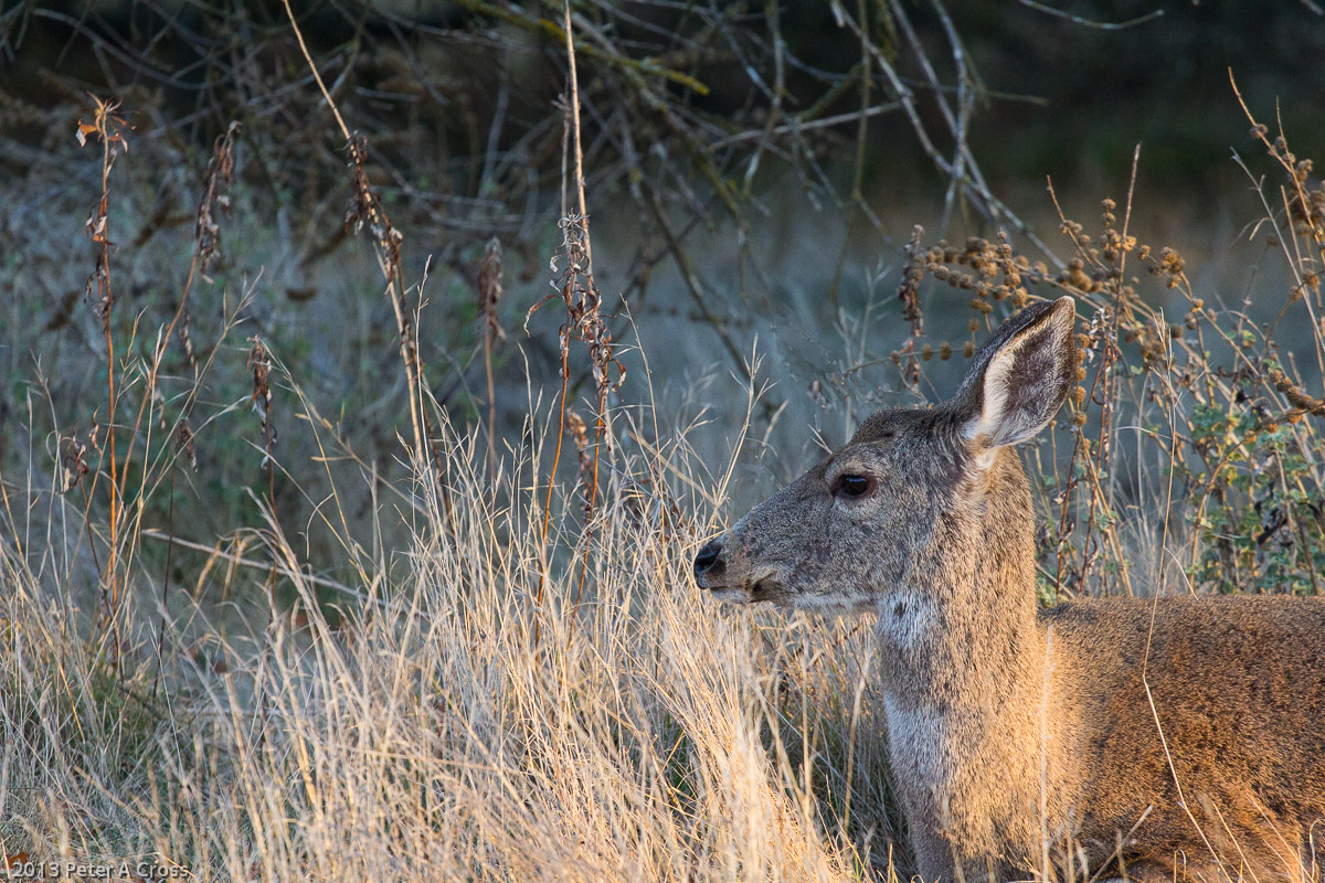Doe at Rest