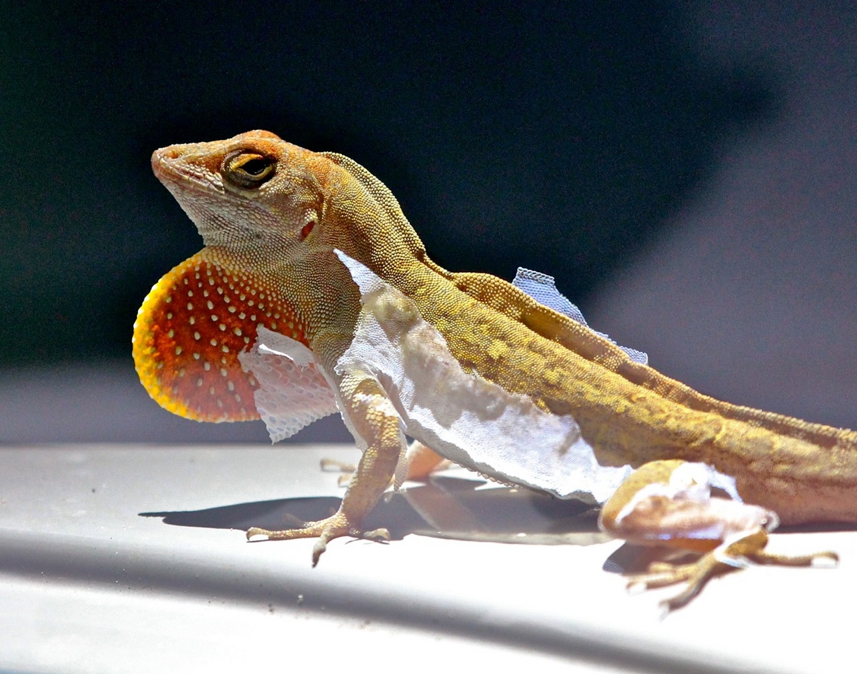 Shedding lizard