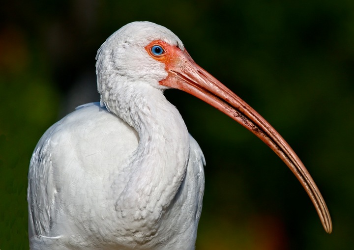 White Ibis portrait