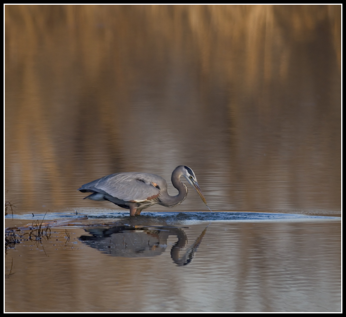 Great Blue Heron