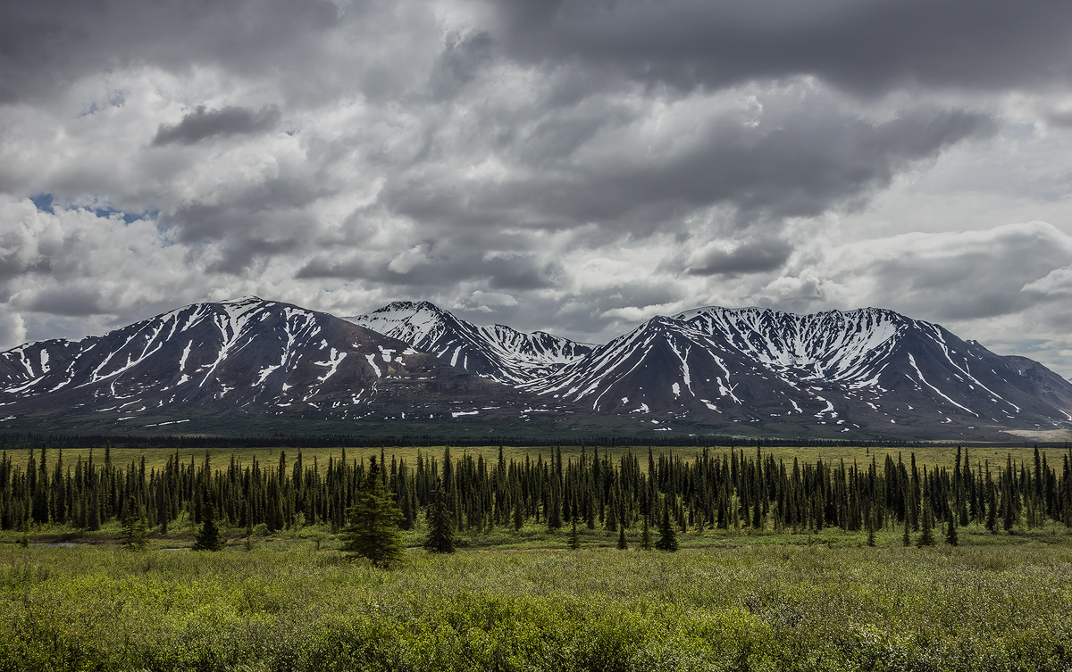 A tree line