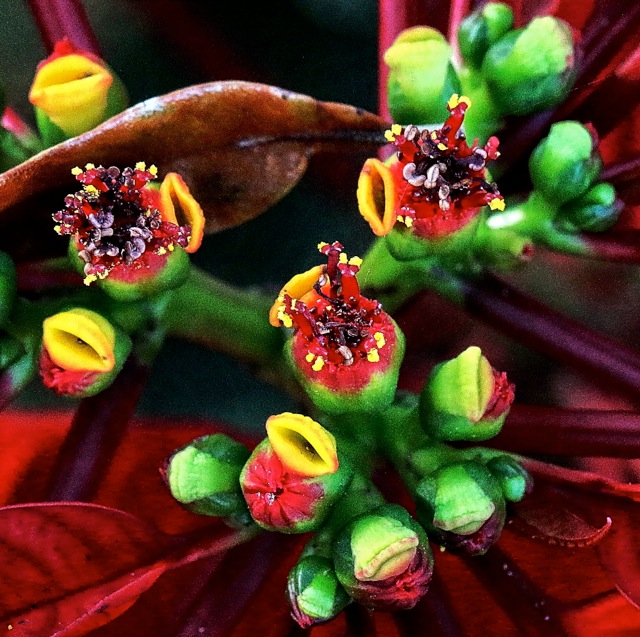 Floral carolers or ?