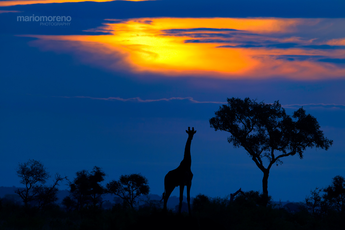 A Giraffe at Sunset