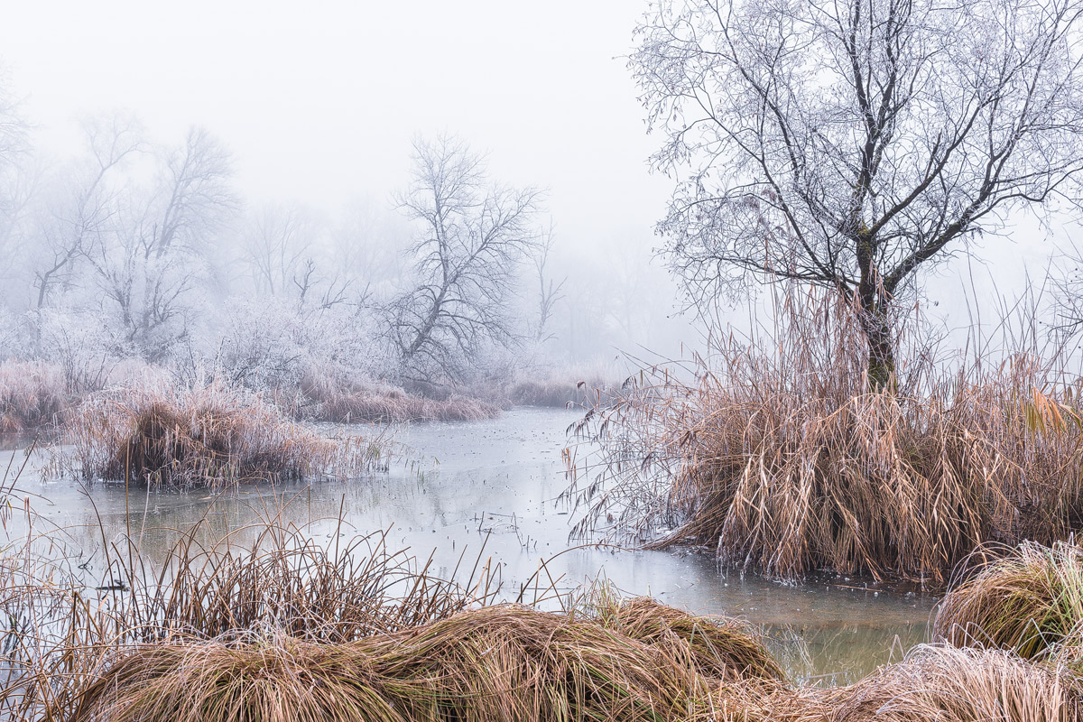 Silence of Winter