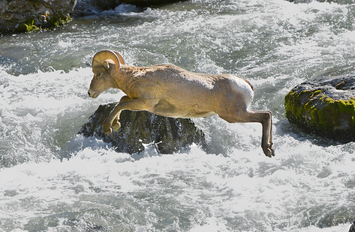 Bighorn Crossing