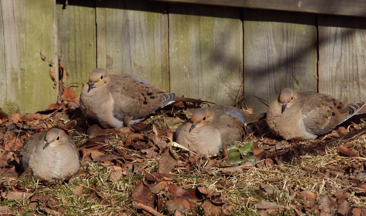 Sun bathers
