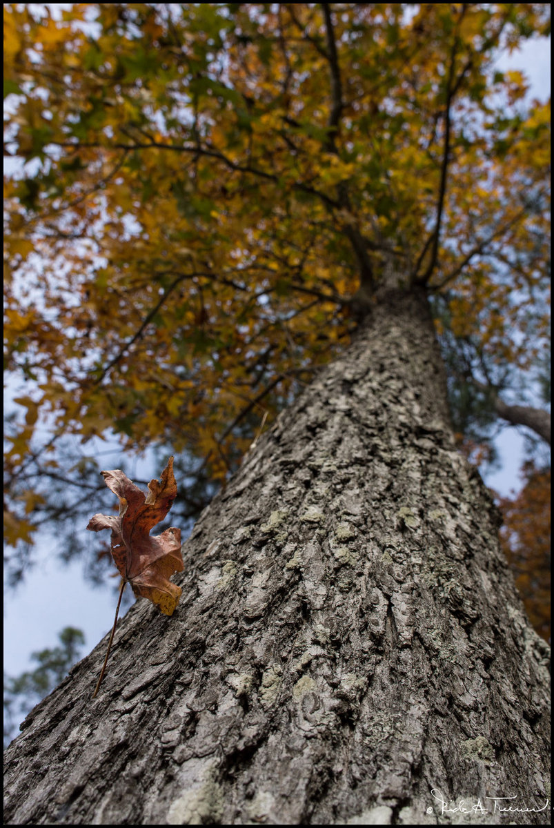The Fall