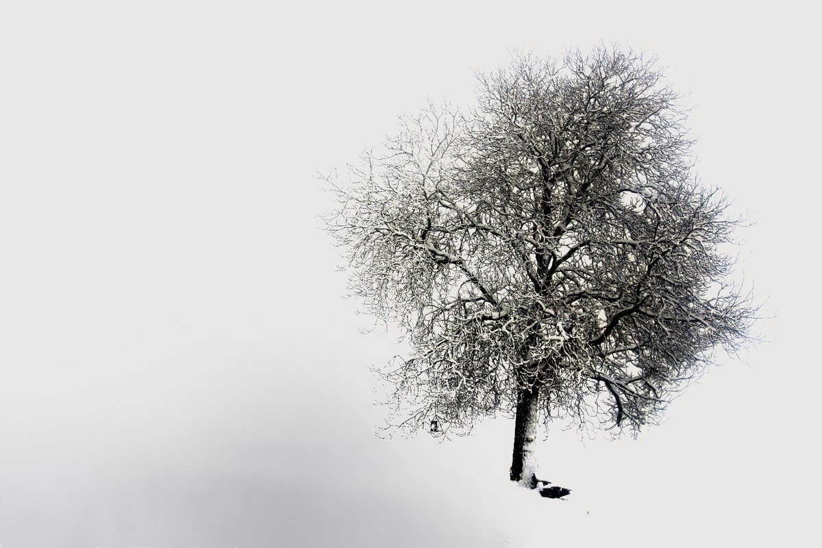 Winter Tree