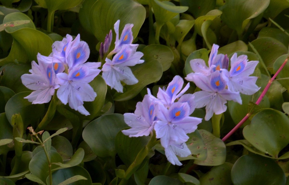 Water Flowers