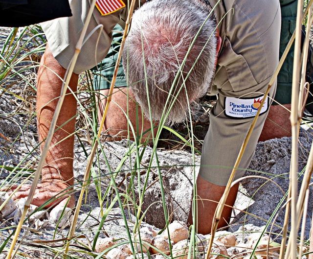 Saving sea turtles