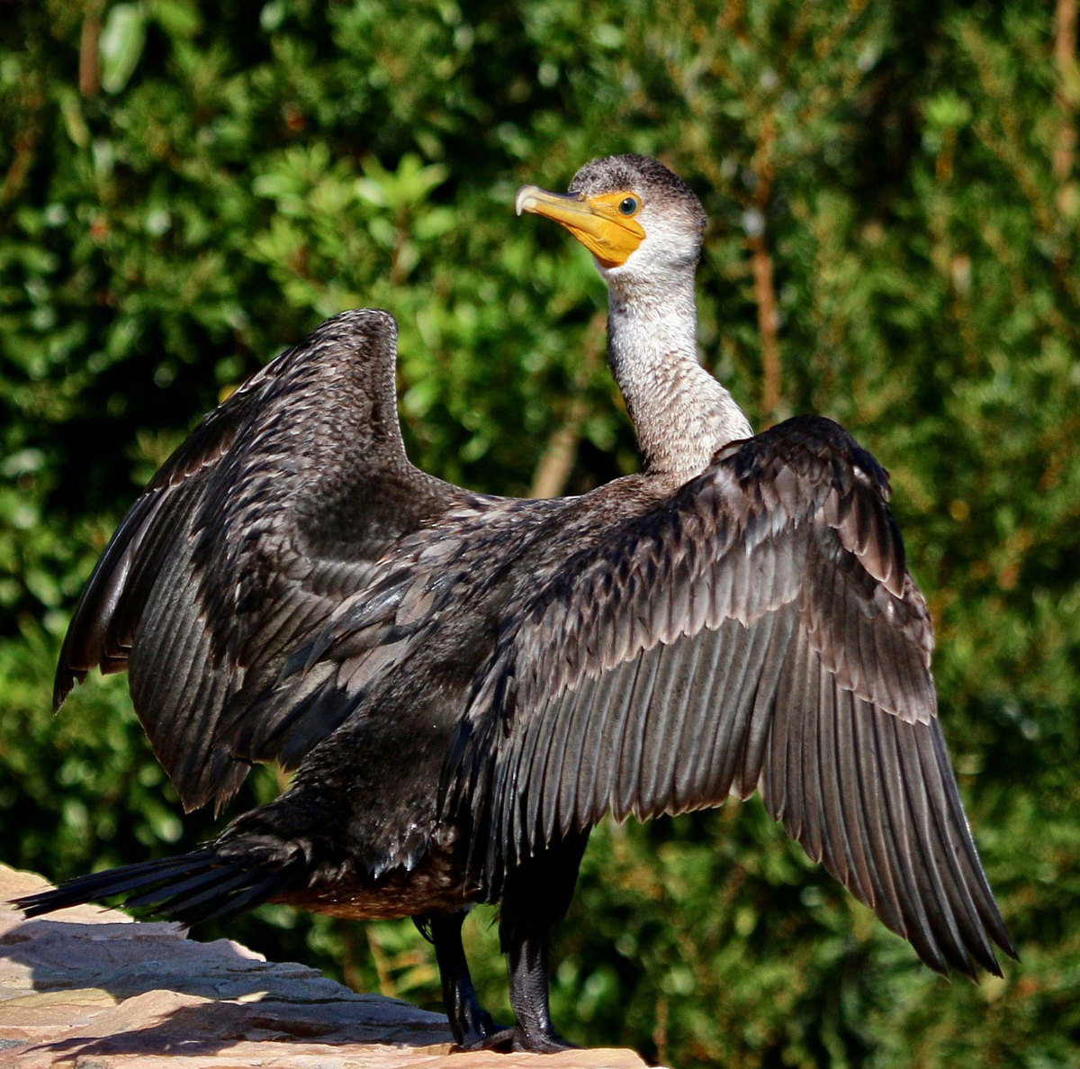 Twisty Neck Cormorant