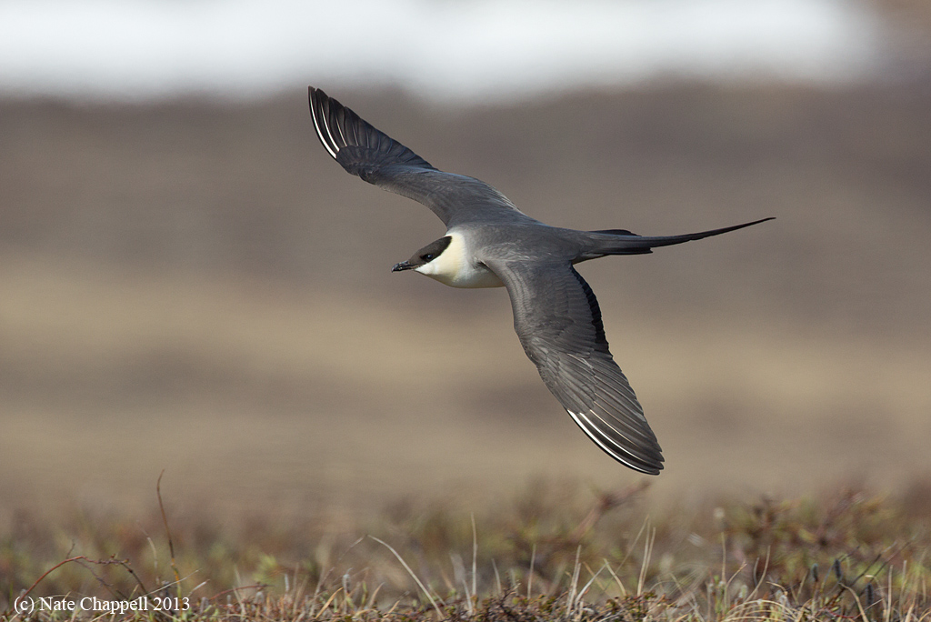 Long-tailed Jaeger