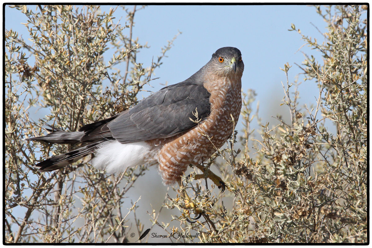 Cooper's Hawk 