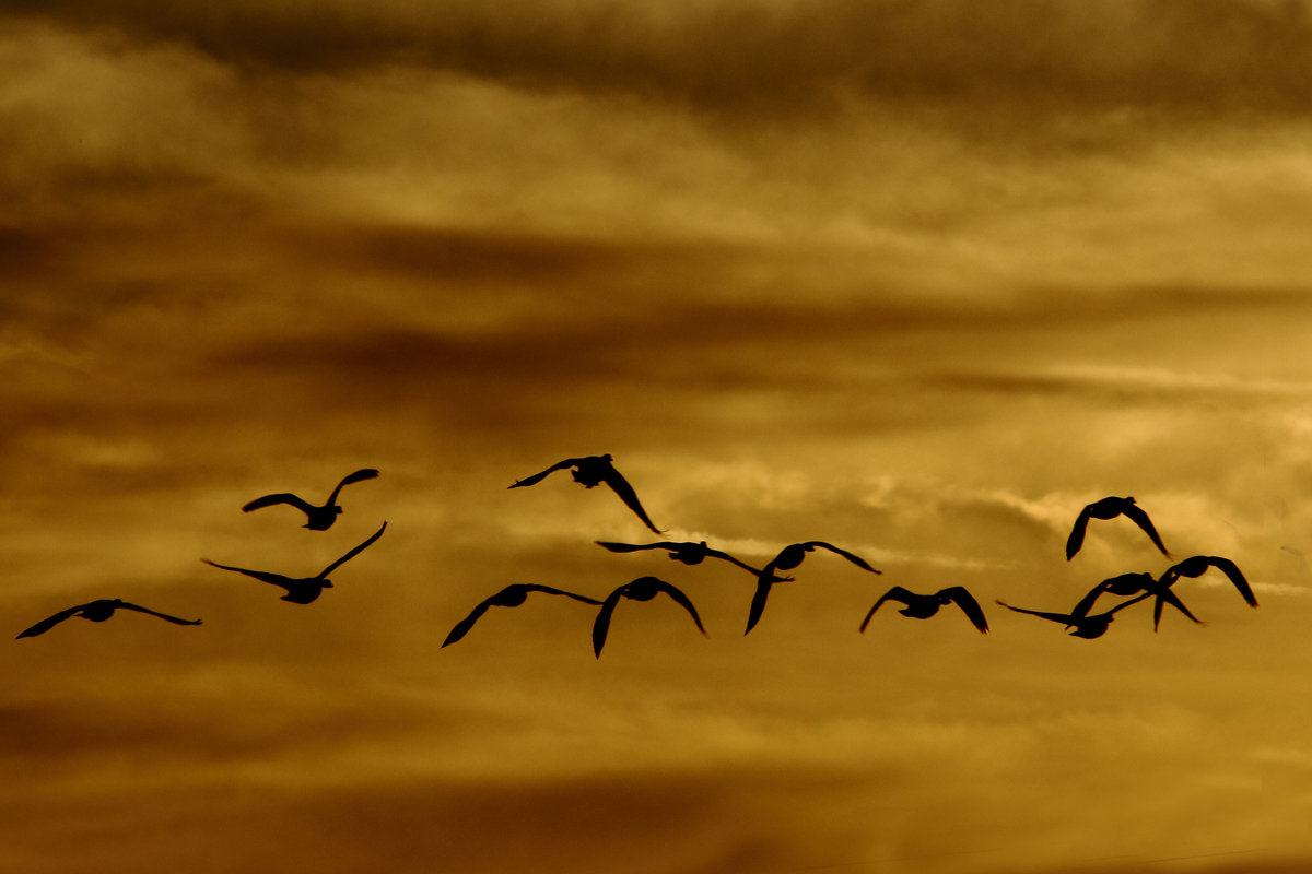 Sun set geese