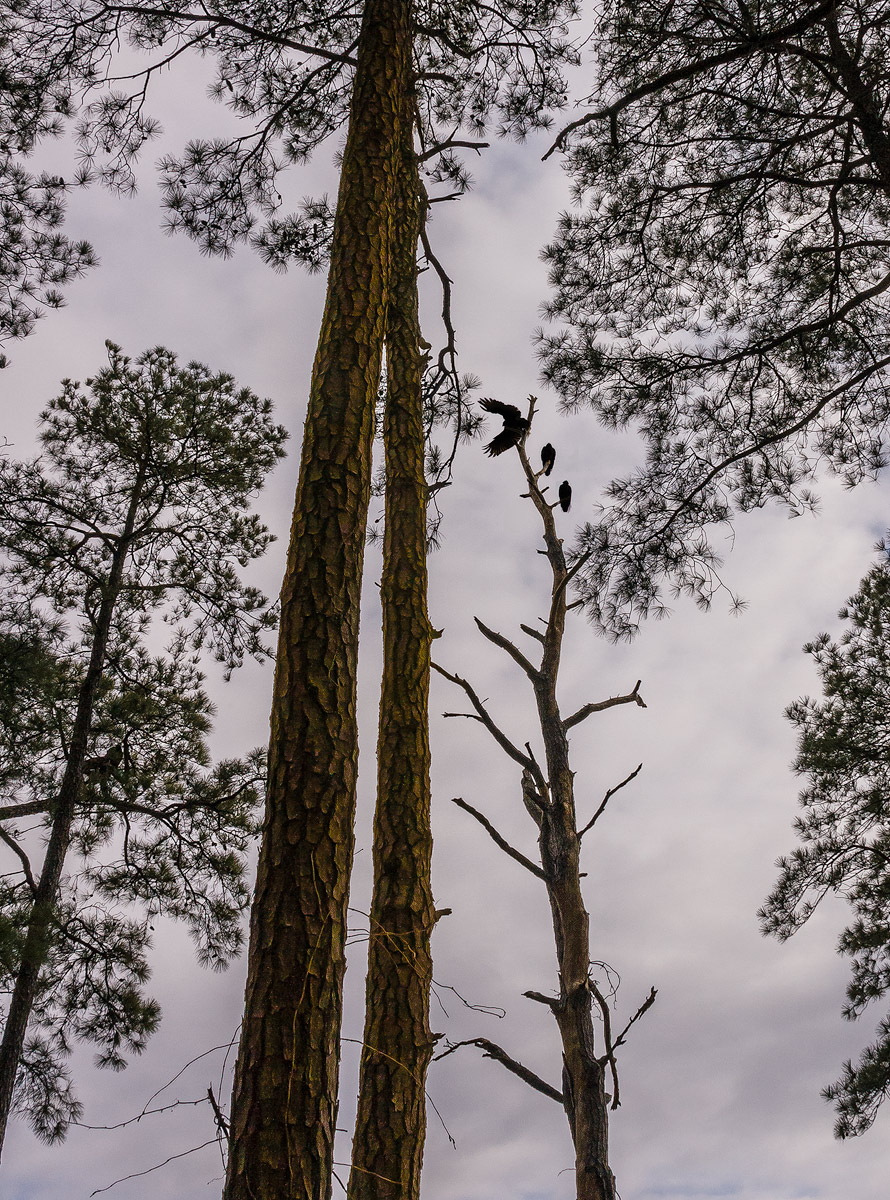 Dead tree