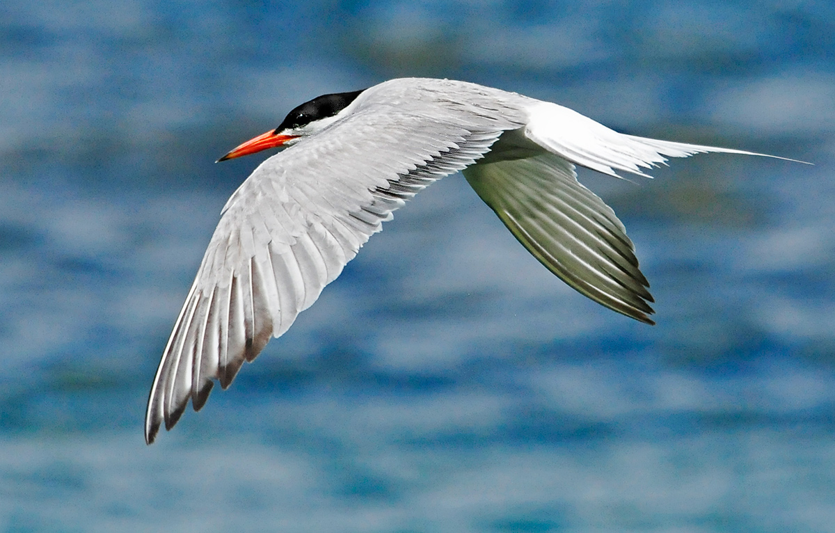 Common Tern