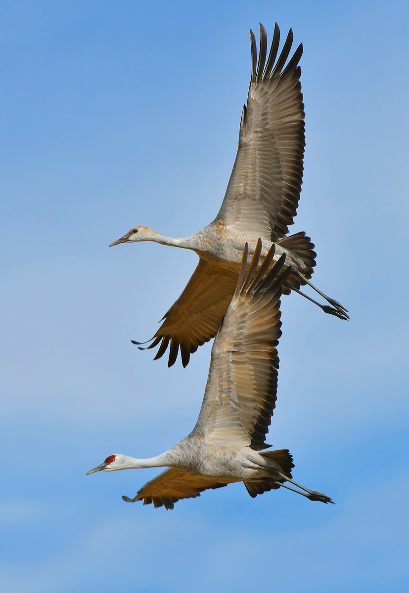 Sandhill cranes 