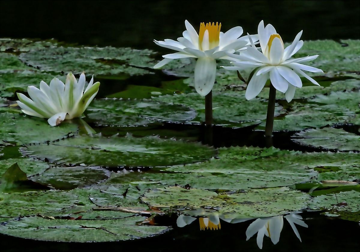 Three Water Lillies