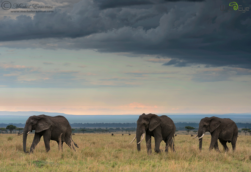 Tusker Trio