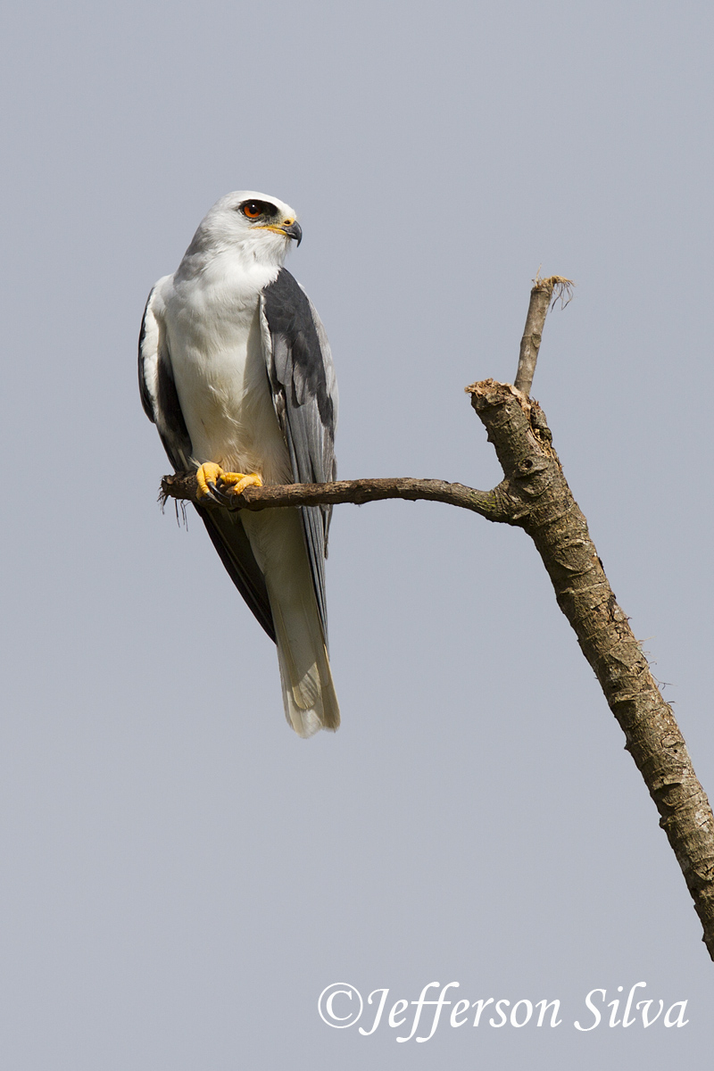 White-tailed Kite