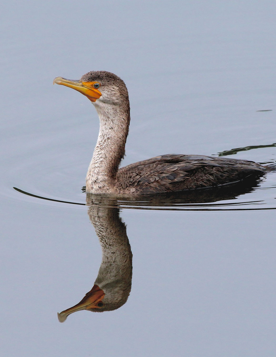Double-crested cormorant + addition