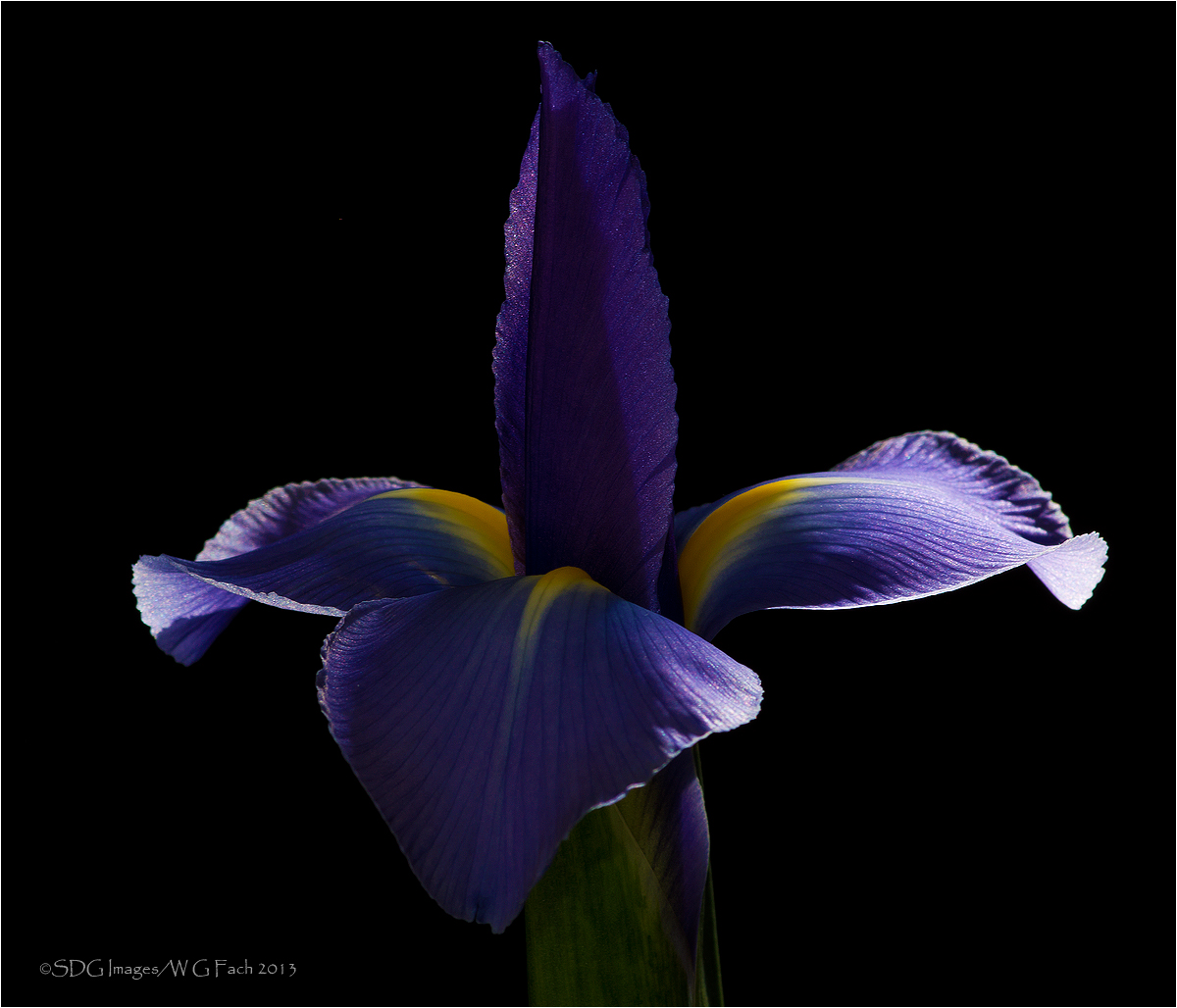 Finale - Fleur De Lis