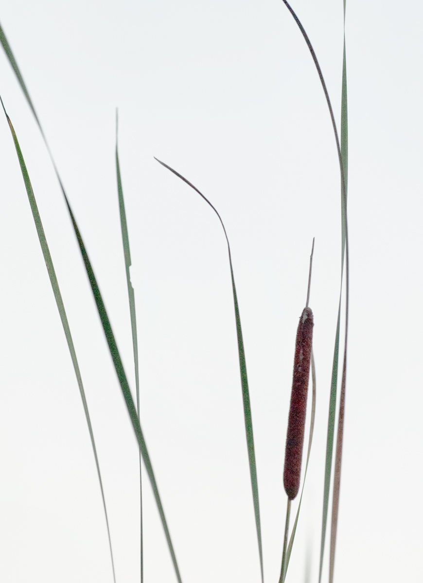 Bulrushes