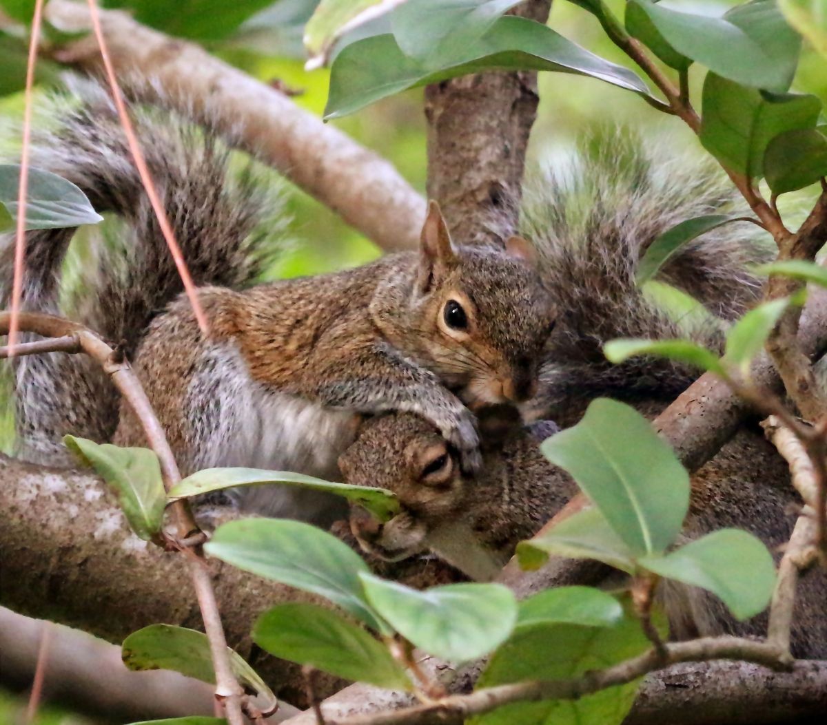Affectionate Squirrels