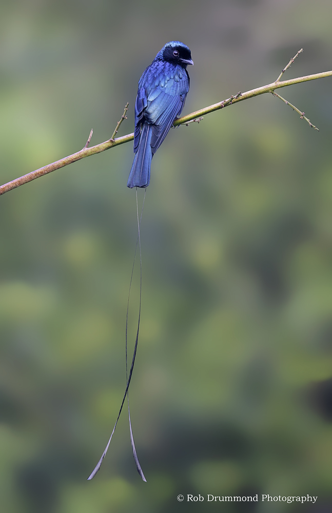 Drongo