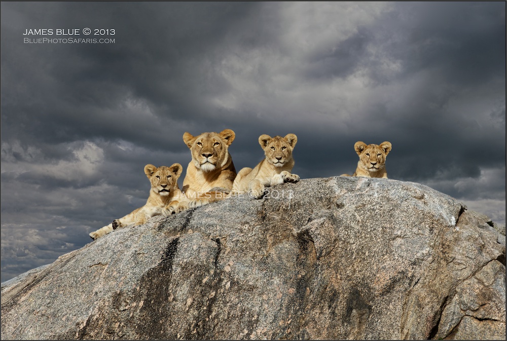 Happy New Year! w/lions